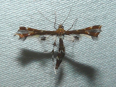 Geina tenuidactylus