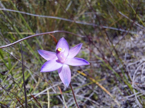 Image of Thelymitra holmesii by (c) Brendan Costello, some rights reserved (CC BY)