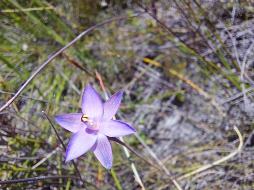 Image of Thelymitra holmesii by (c) Brendan Costello, some rights reserved (CC BY)