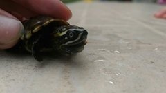 Malayemys macrocephala