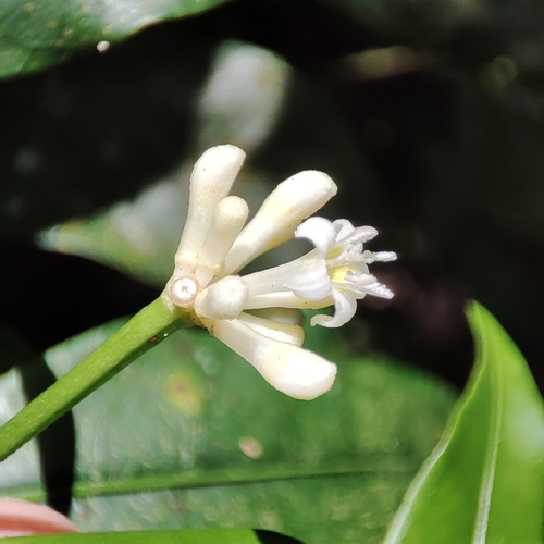 Rudgea coronata