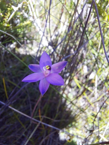 Blue Star Sun-orchid (Thelymitra holmesii)