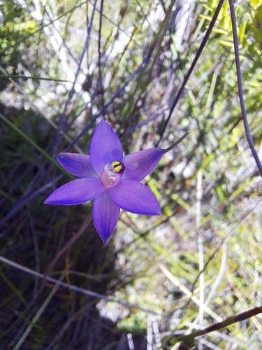 Image of Thelymitra holmesii by (c) Brendan Costello, some rights reserved (CC BY)