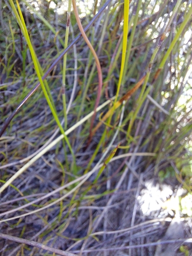 Image of Thelymitra holmesii by (c) Brendan Costello, some rights reserved (CC BY)