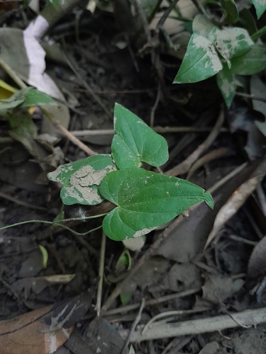 Dioscorea sinuata (Dioscorea sinuata)