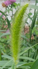 Setaria viridis pycnocoma
