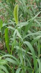 Setaria viridis pycnocoma