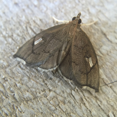 Perispasta caeculalis