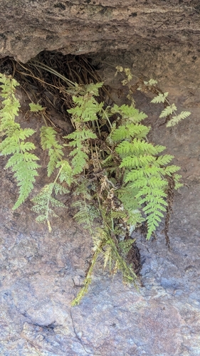 Utah bladderfern (Cystopteris utahensis)