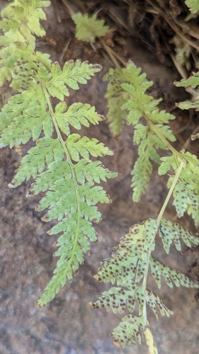 Image of Cystopteris utahensis by (c) Darrin Gobble, some rights reserved (CC BY)