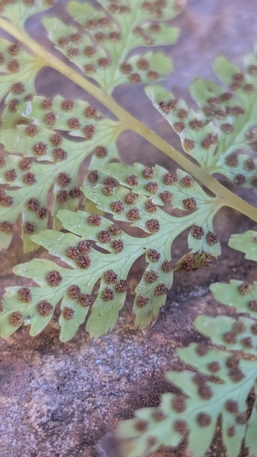 Image of Cystopteris utahensis by (c) Darrin Gobble, some rights reserved (CC BY)