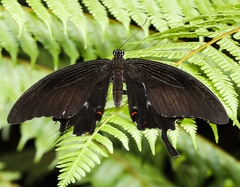 Papilio iswara