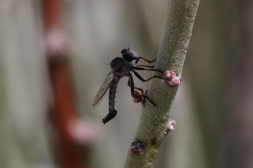 Efferia tuberculata