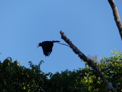 Anthracoceros malayanus
