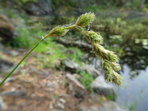 hay sedge (Carex argyrantha)