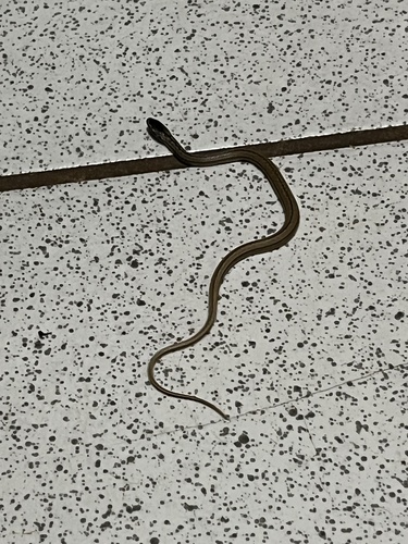Jamaican Red Groundsnake