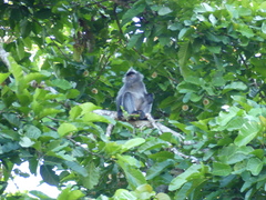 Trachypithecus cristatus
