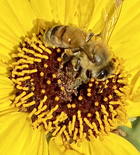 iNaturalist observation photo of Western Honey Bee