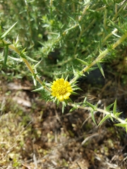 Centromadia parryi australis
