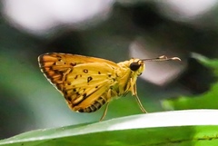 Salanoemia tavoyana