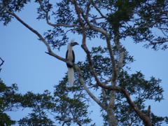 Berenicornis comatus