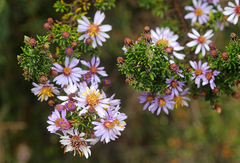 Diplostephium hartwegii