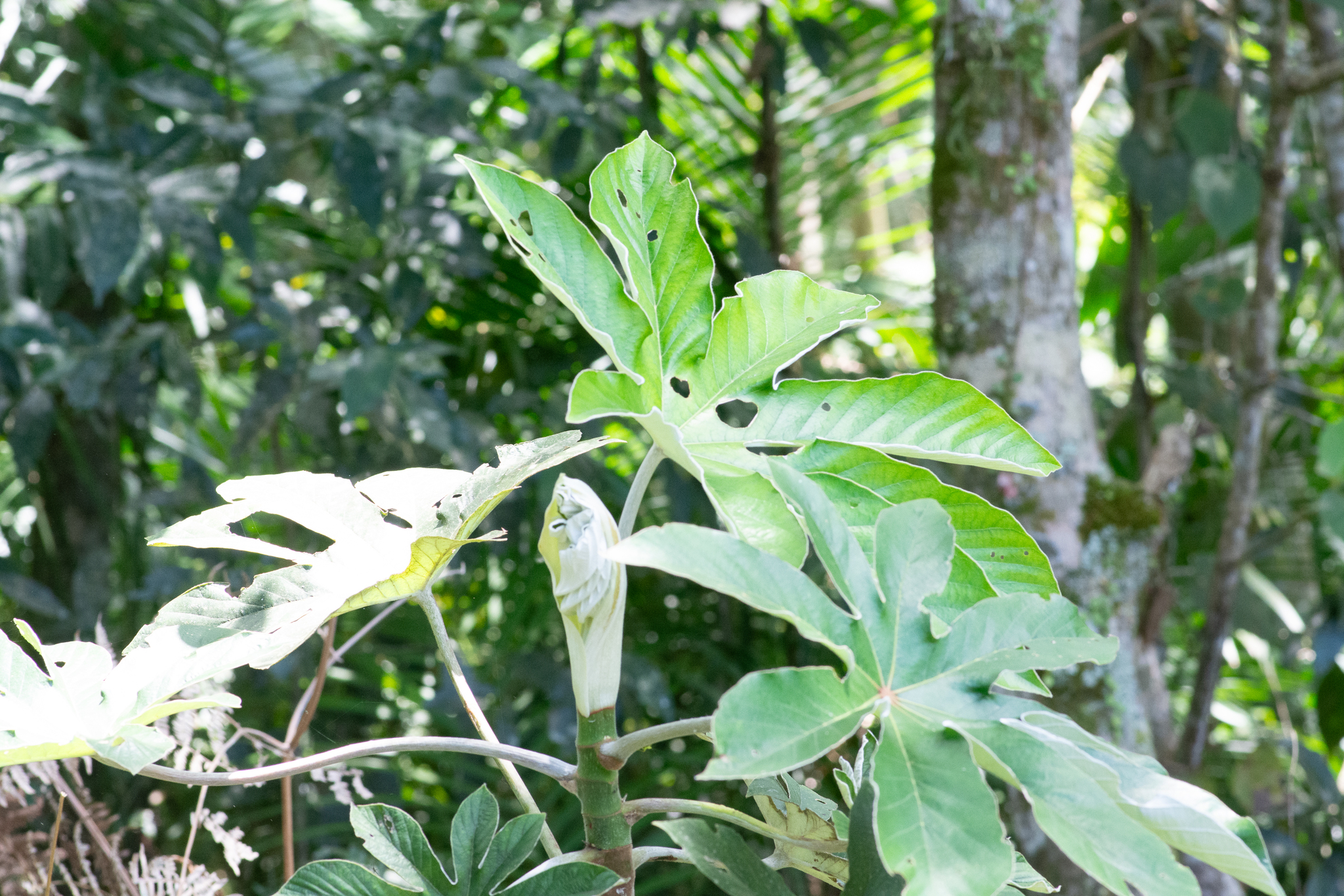 Cecropia pachystachya