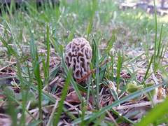 Morchella