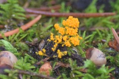 Physarum virescens