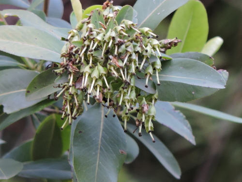 Image of Escallonia bifida by (c) Fabrício Mil Homens Riella, some rights reserved (CC BY)