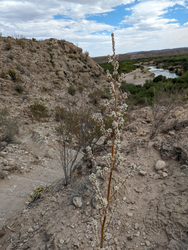 Texas Hechtia (Hechtia texensis)