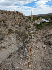 Texas Hechtia (Hechtia texensis)