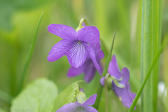 Viola langsdorffii