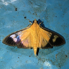 Phostria