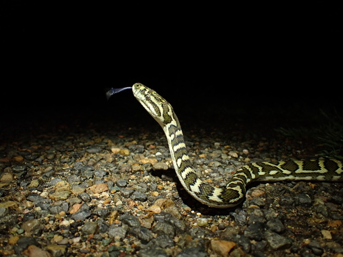 Coastal Carpet Python sighting
