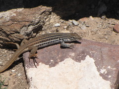 Aspidoscelis scalaris septemvittatus