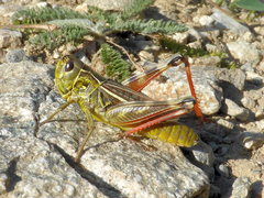 Arcyptera alzonai