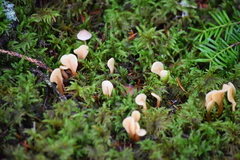 Cudoniaceae
