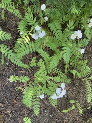 Polemonium pulcherrimum delicatum