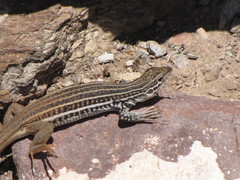 Aspidoscelis scalaris septemvittatus