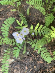 Polemonium pulcherrimum delicatum