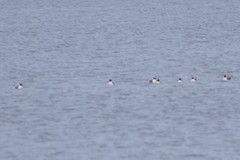 Leucophaeus pipixcan