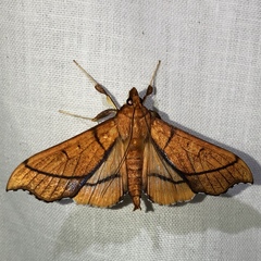 Anarmodia
