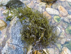 Sargassum hemiphyllum
