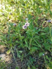 Phyla nodiflora minor