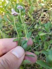 Phyla nodiflora minor