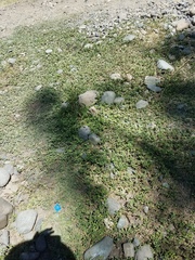 Phyla nodiflora minor