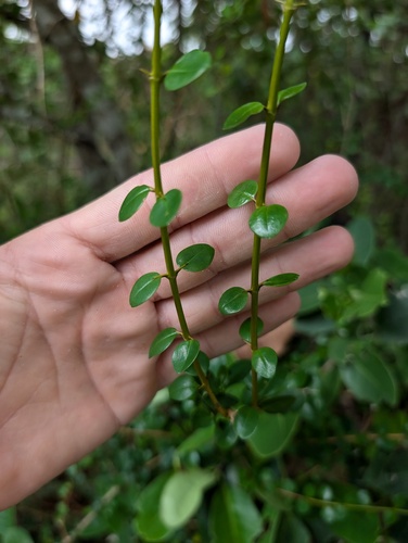 Oplonia spinosa, photograph 6