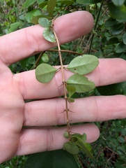 Oplonia spinosa, photograph (c) Zac Peterson, some rights reserved (CC BY)