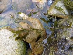 Sargassum hemiphyllum